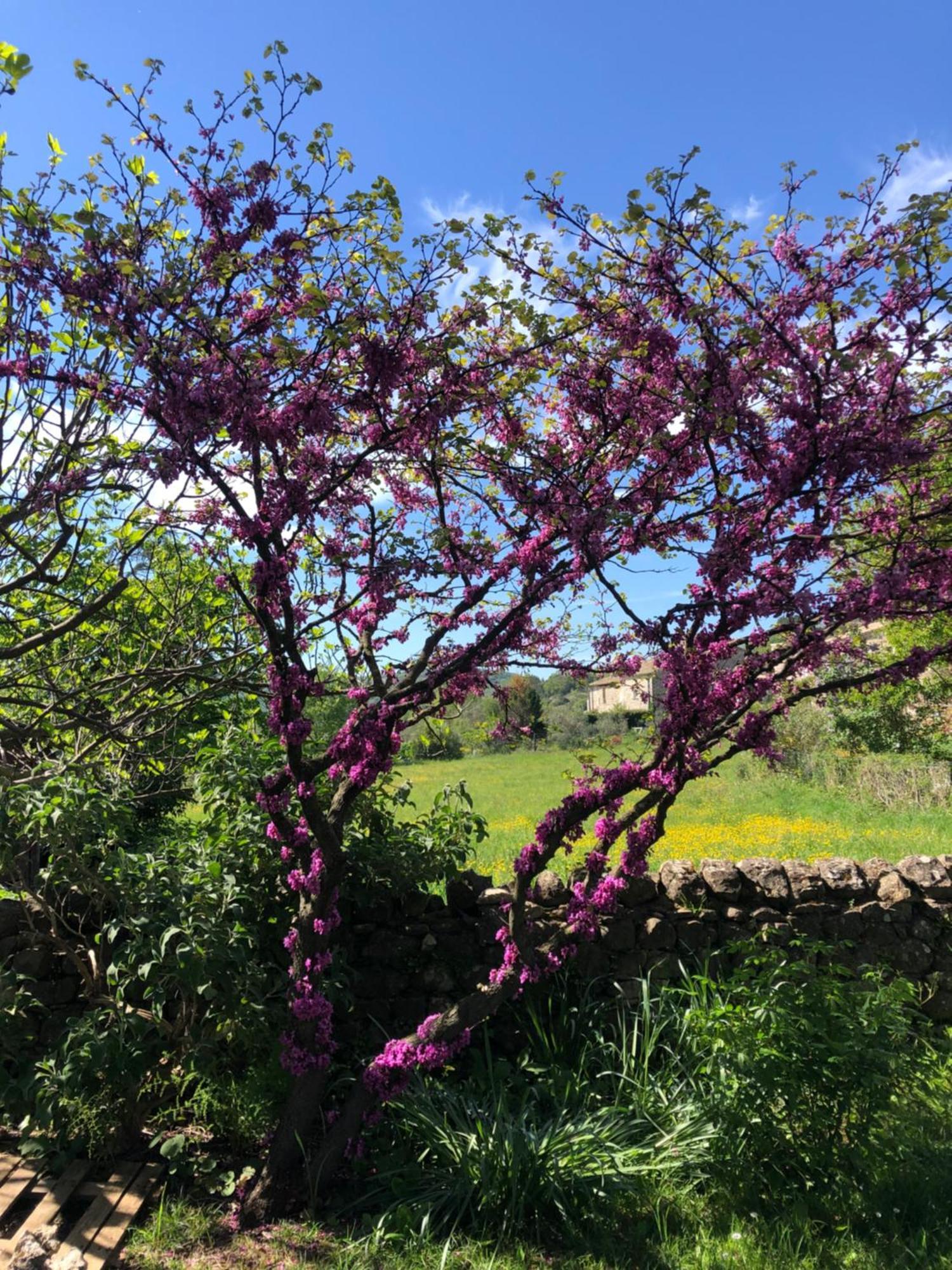 Gite Des Pins Saint-Maurice-d'Ibie Bagian luar foto